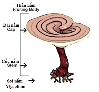 medicinal mushroom